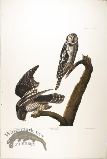 Hawk Owl